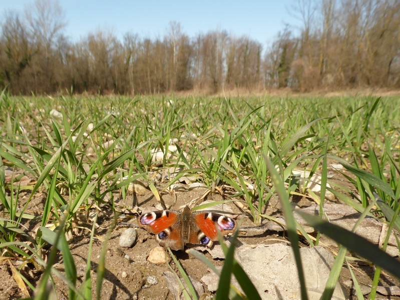 Parco del Ticino : Primavera